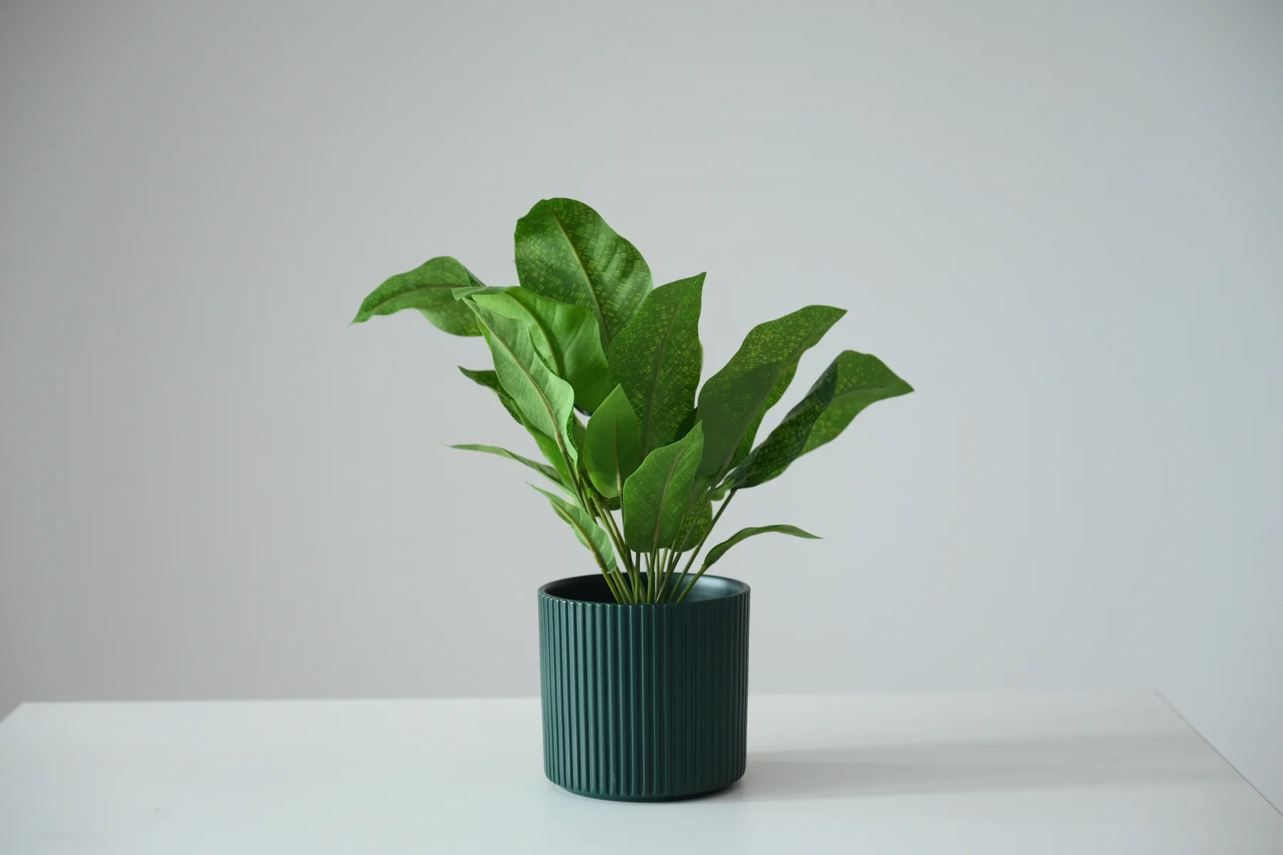 Green leafy plant in a dark ribbed pot available as a studio prop